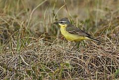 Eastern Yellow Wagtail